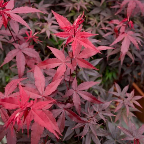 Acer pal. 'Twombly's Red Sentinel'