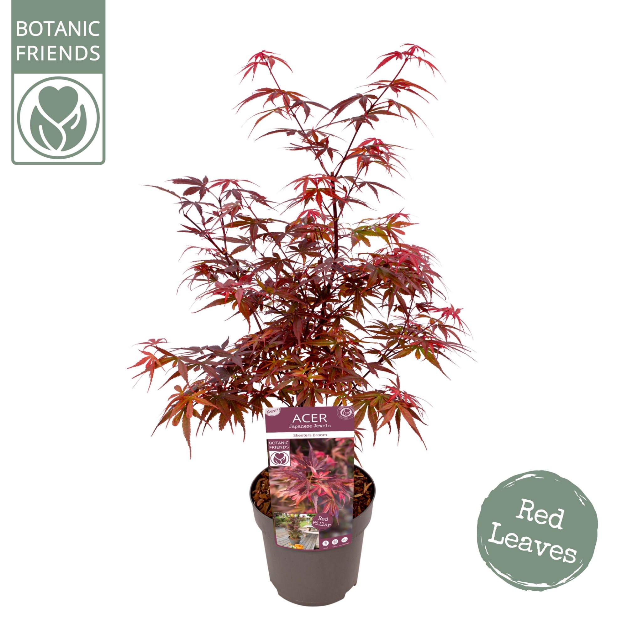 Acer pal. 'Skeeters Broom'