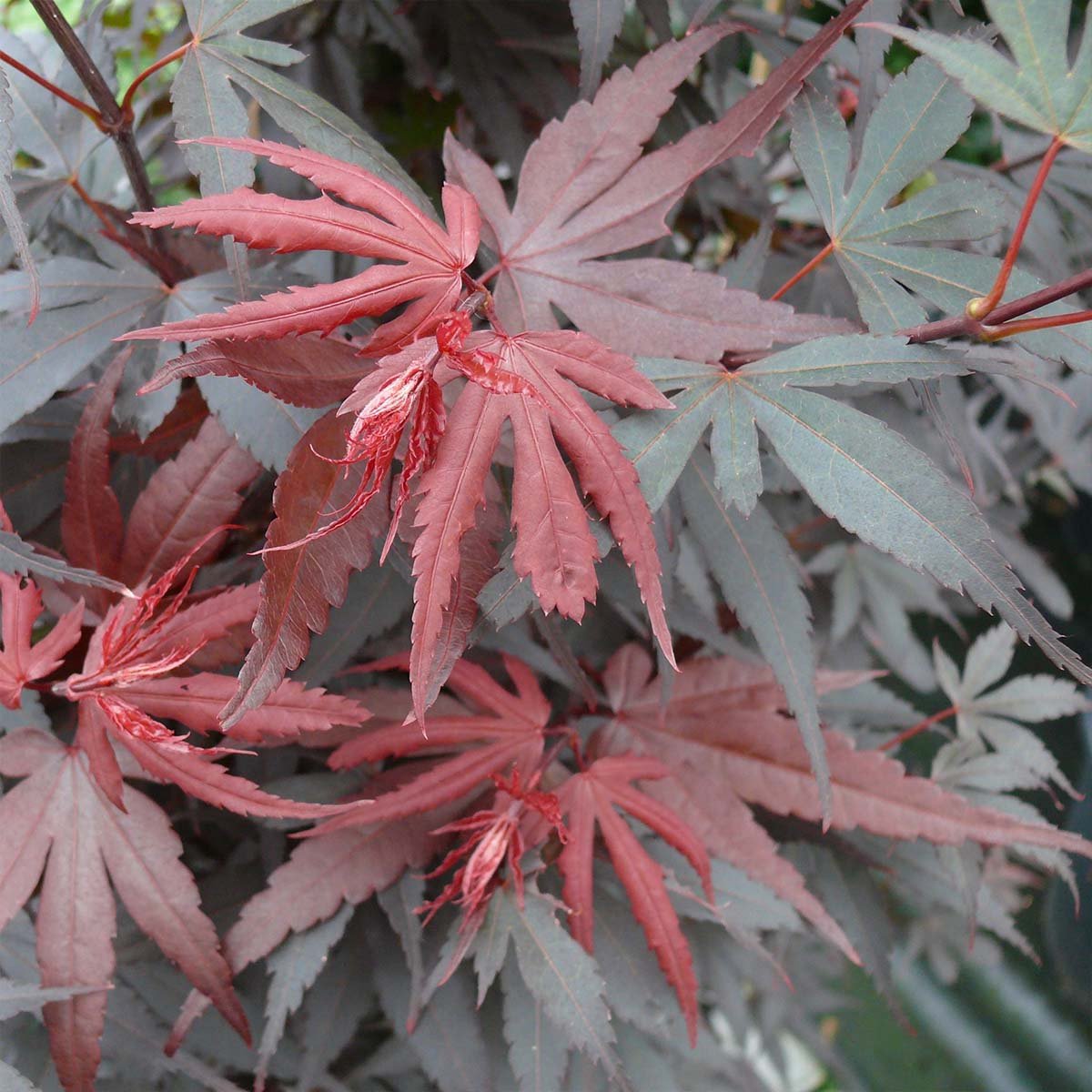 Acer pal. 'Skeeter's Broom'