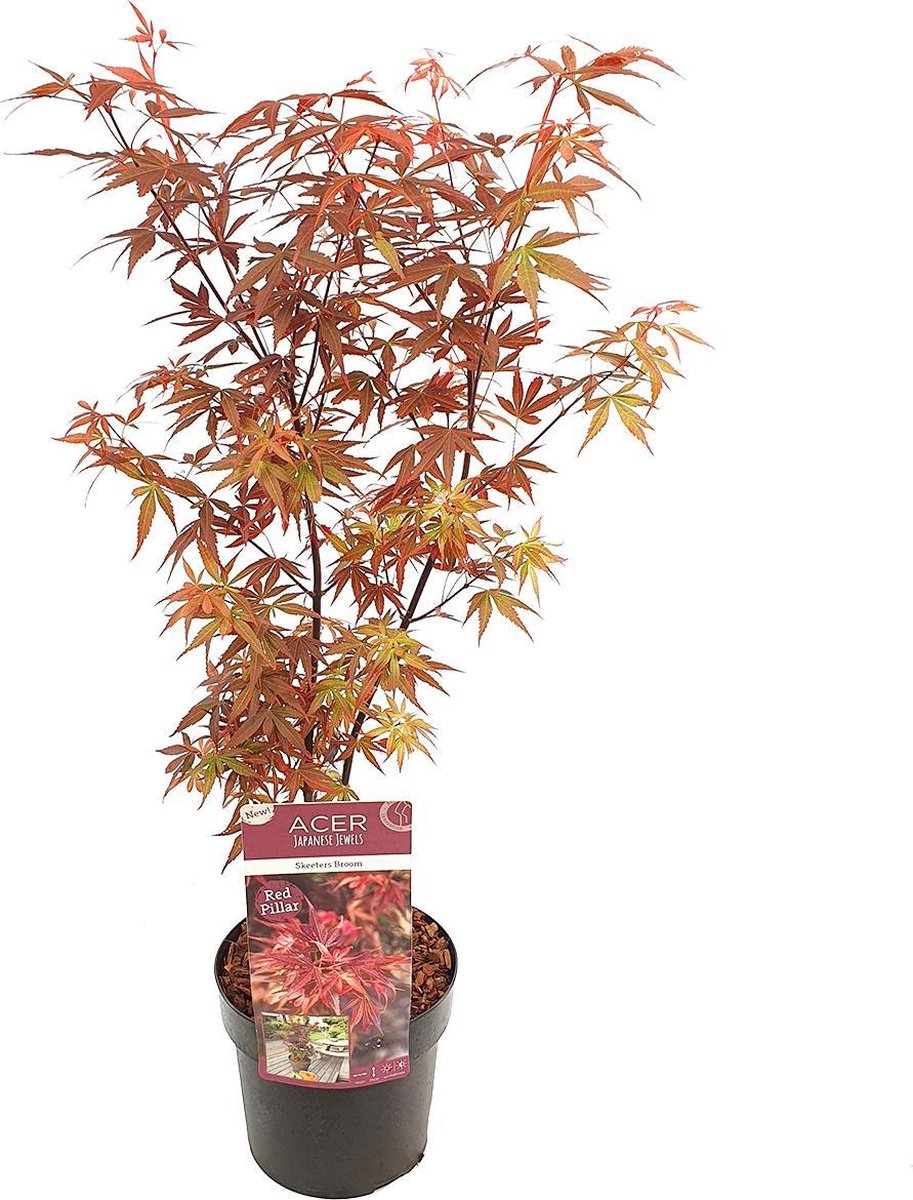 Acer pal. 'Skeeter's Broom'