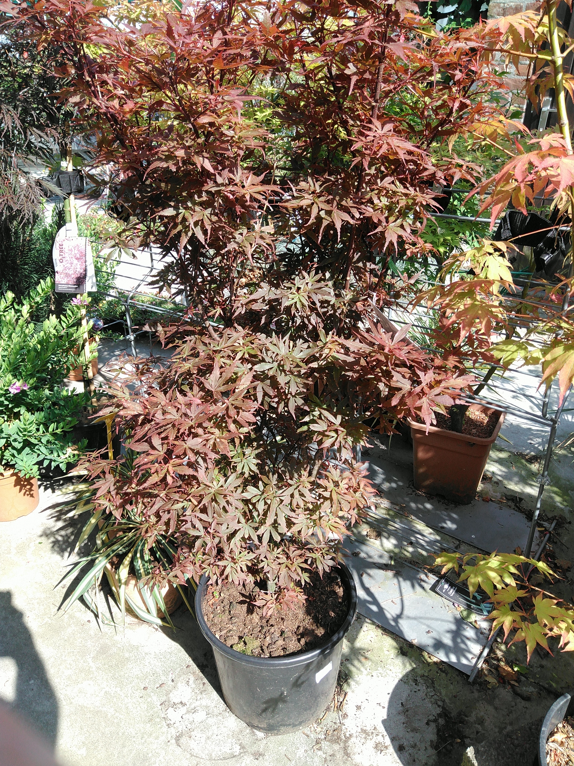 Acer pal. 'Skeeter's Broom'