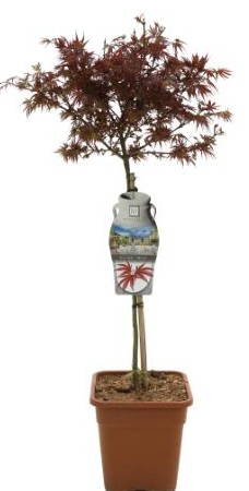 Acer pal. 'Shaina'