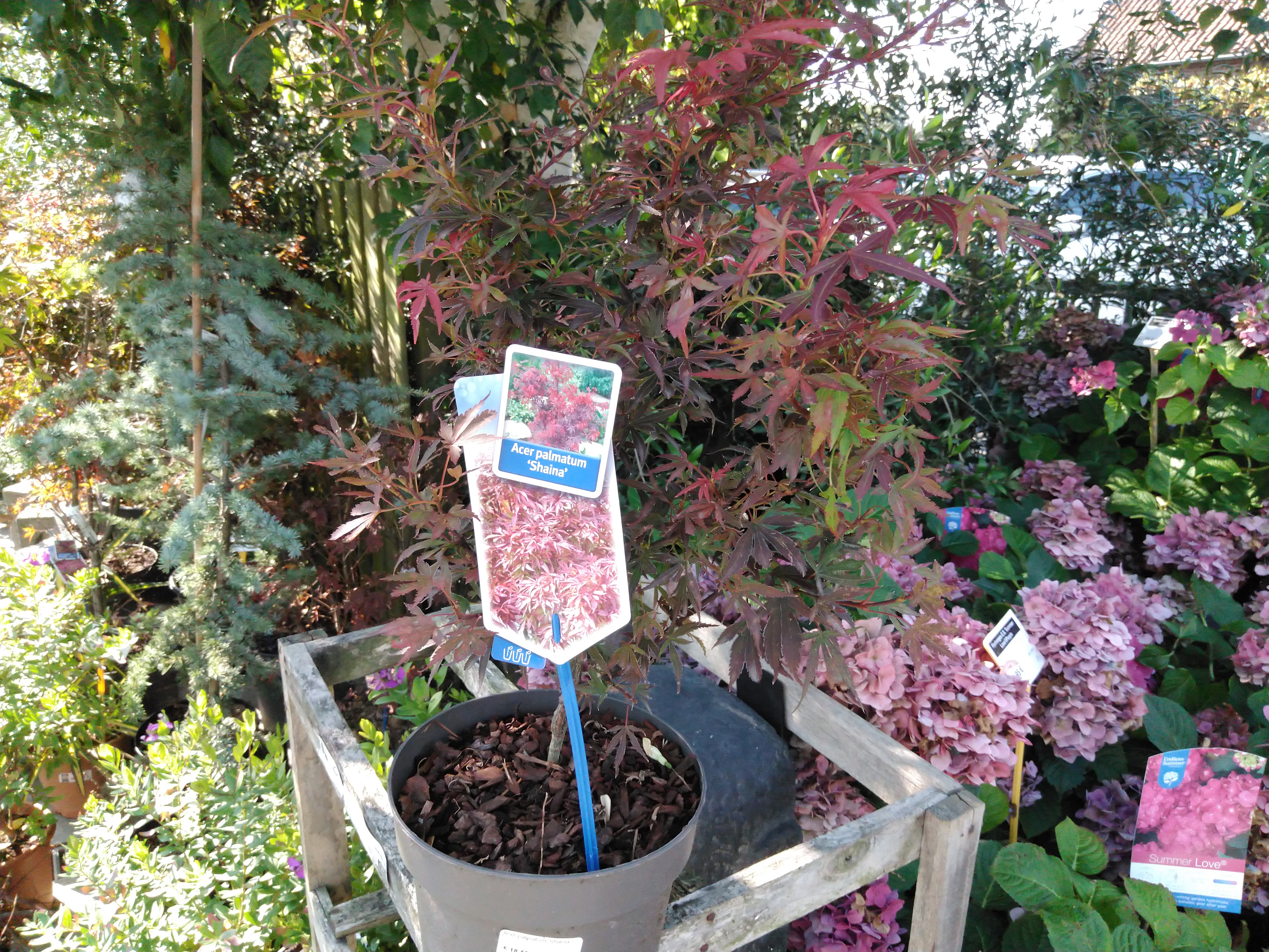 Acer palmatum 'Shaina'