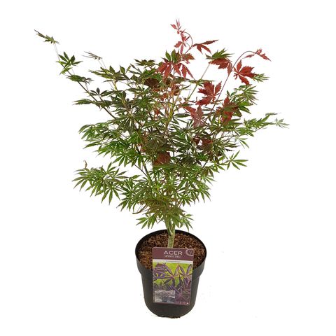 Acer pal. 'Trompenburg' Acer pal. 'Trompenburg'