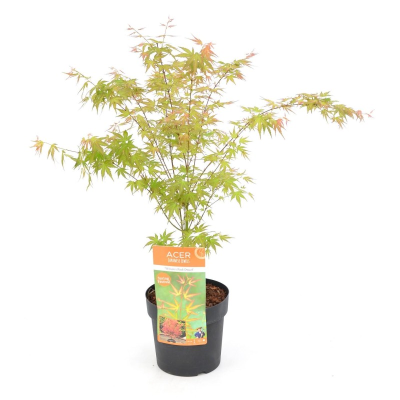 Acer pal. 'Wilson's Pink Dwarf' Acer pal. 'Wilson's Pink Dwarf'