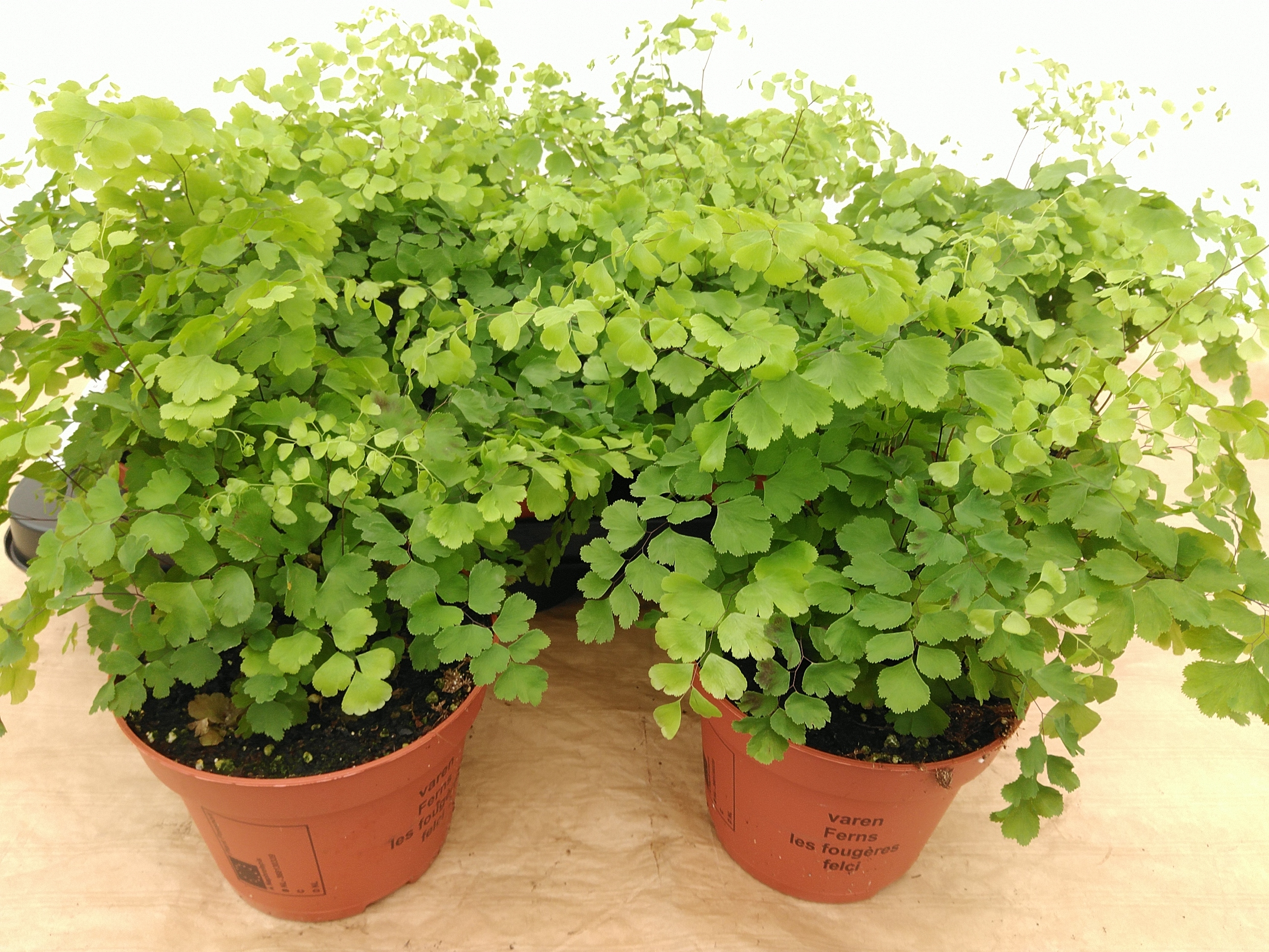 Adiantum raddi. 'Fragrans'