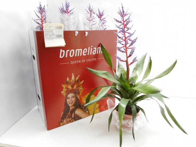 Aechmea 'Blue Rain' - PROMO