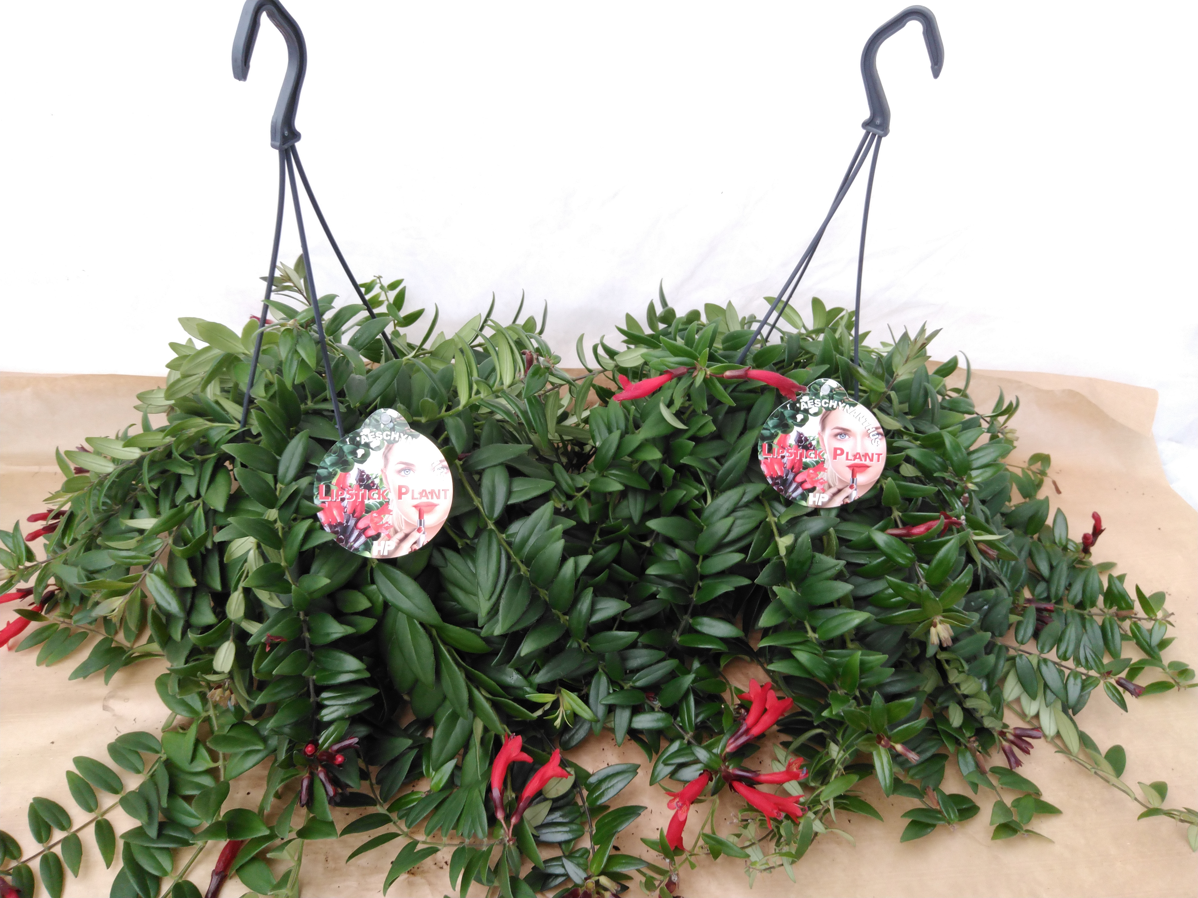 Aeschynanthus 'Caro Improved'