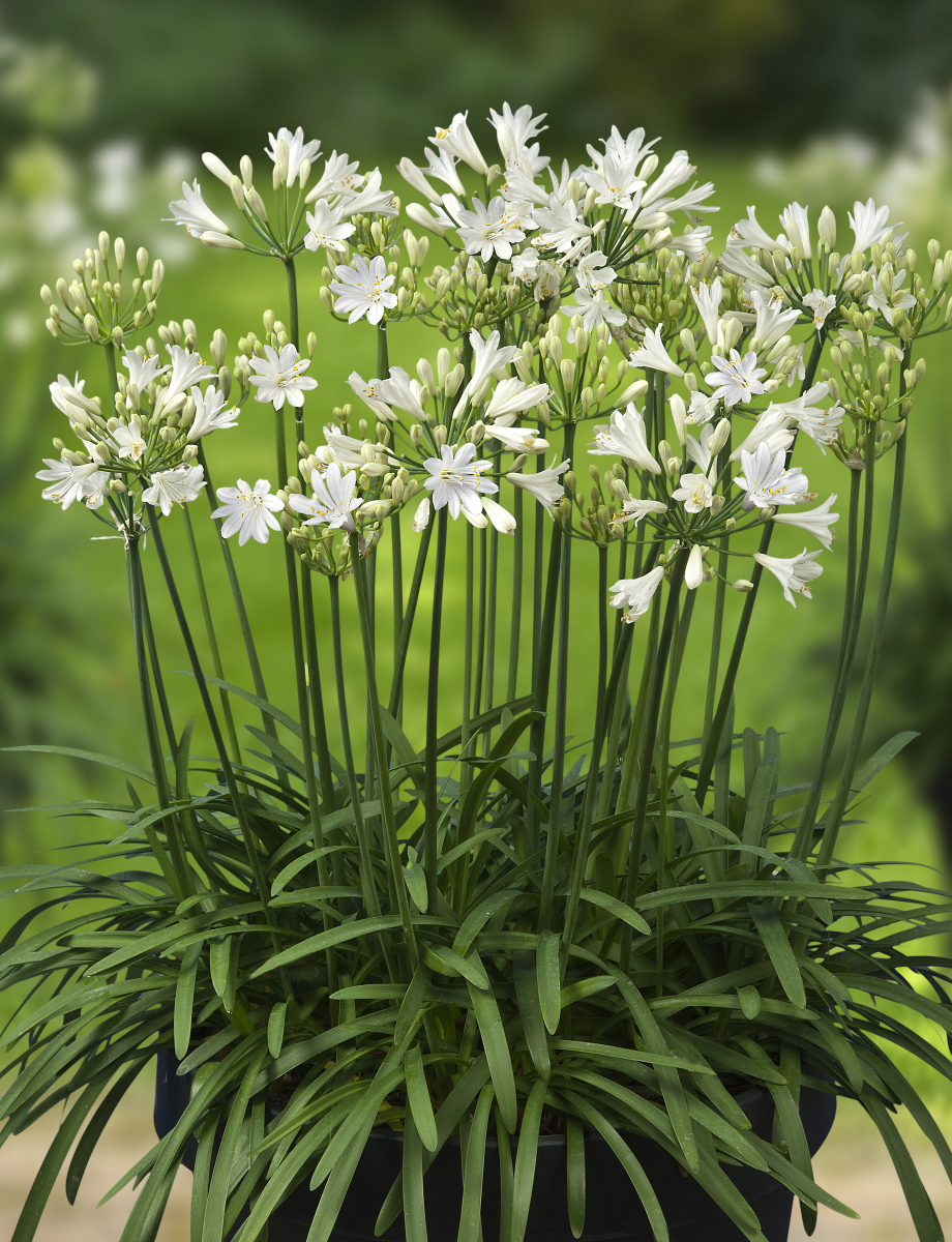 Agapanthus 'Amourette White' Agapanthus 'Amourette White'