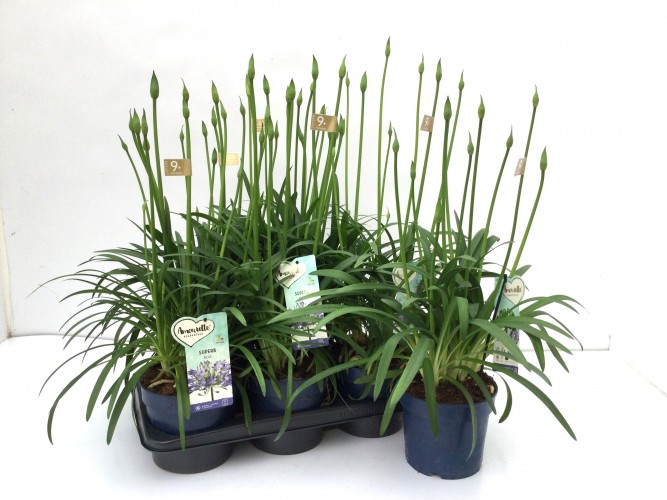 Agapanthus 'Amourette Superb' 6+ tak