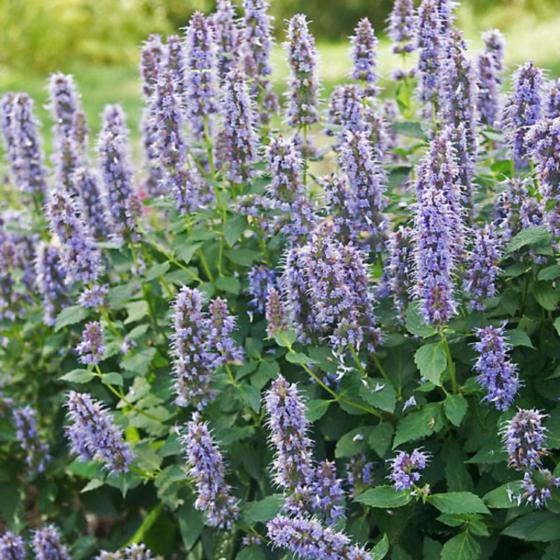 Agastache 'Blue Fortune' Agastache 'Blue Fortune'