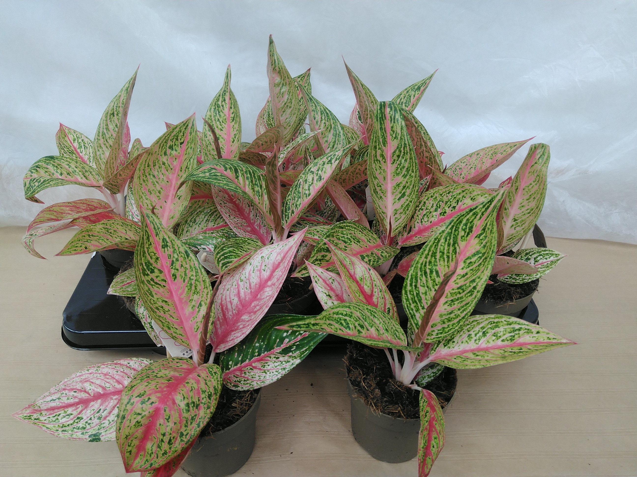 AGLAONEMA COMMUTATUM Pink Promise