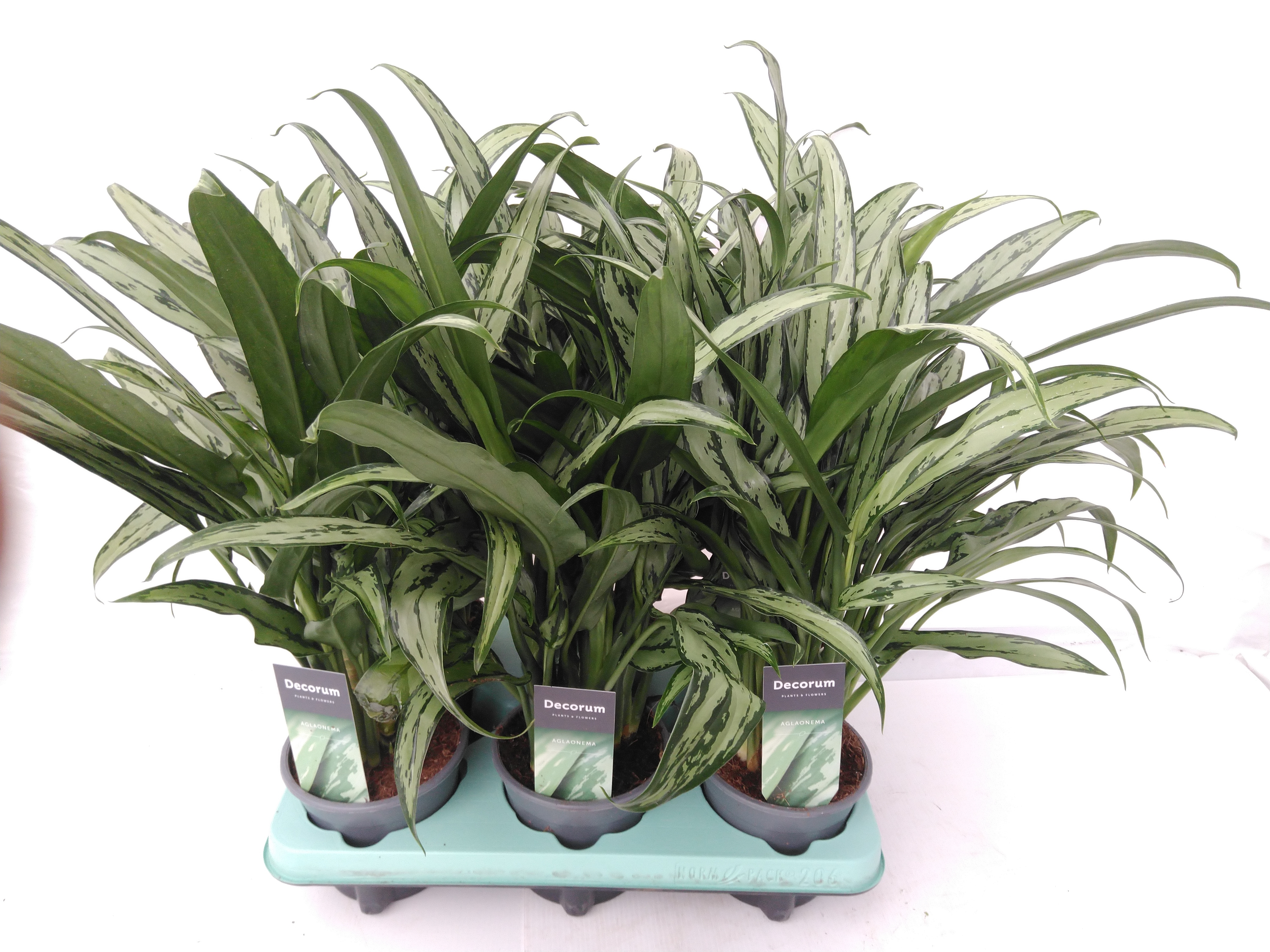 Aglaonema 'Cutlass' Decorum