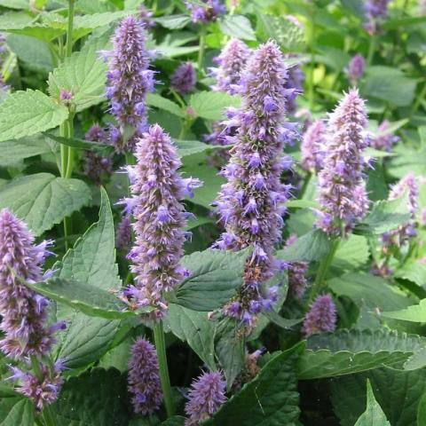 Agastache foeniculum Agastache foeniculum