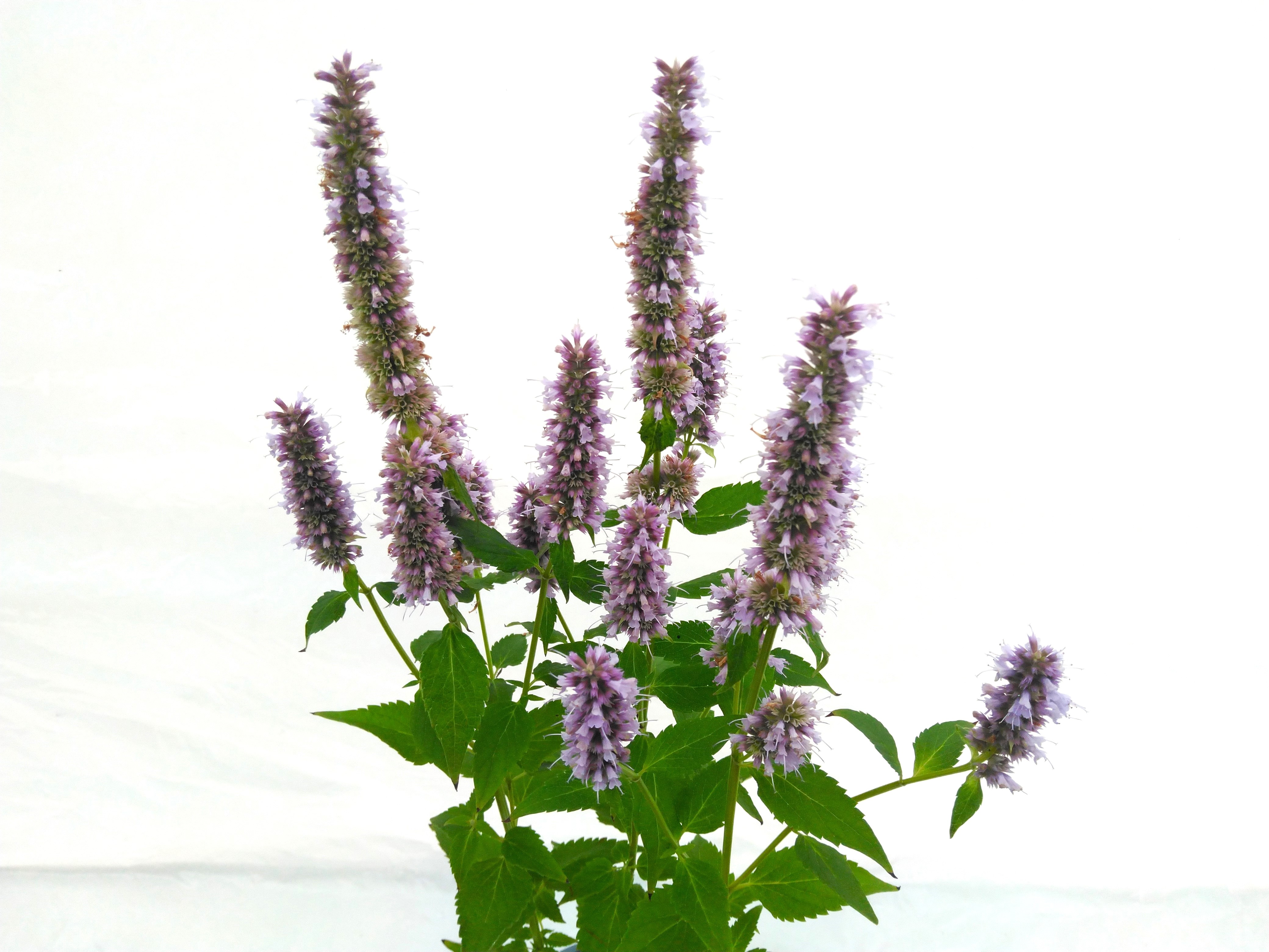 Agastache hybr. 'Blue fortune'