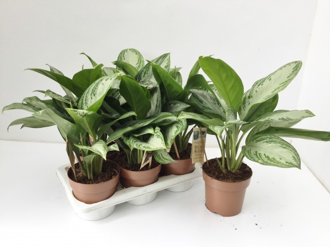 Aglaonema 'Silver Bay' Aglaonema 'Silver Bay'