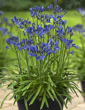 Agapanthus Summer Love Bleu Agapanthus Summer Love Bleu