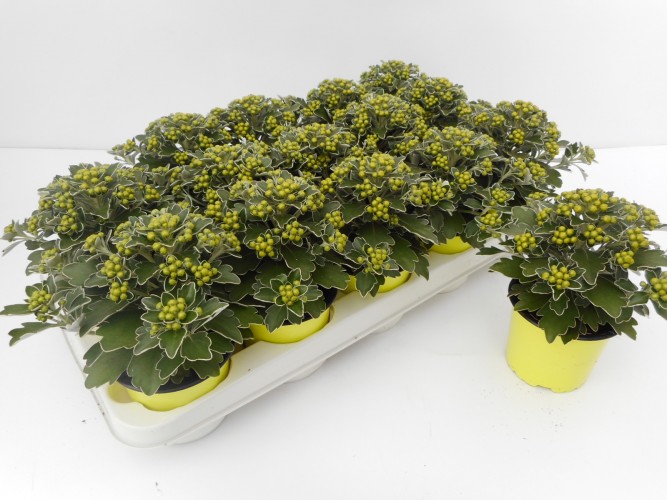 Ajania pacifica 'Pacific Yellow' geel-jaune