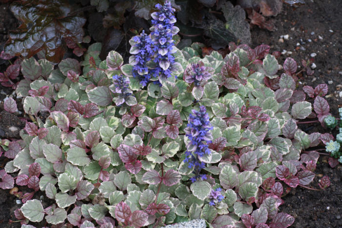 Ajuga reptans 'Burgundy Glow