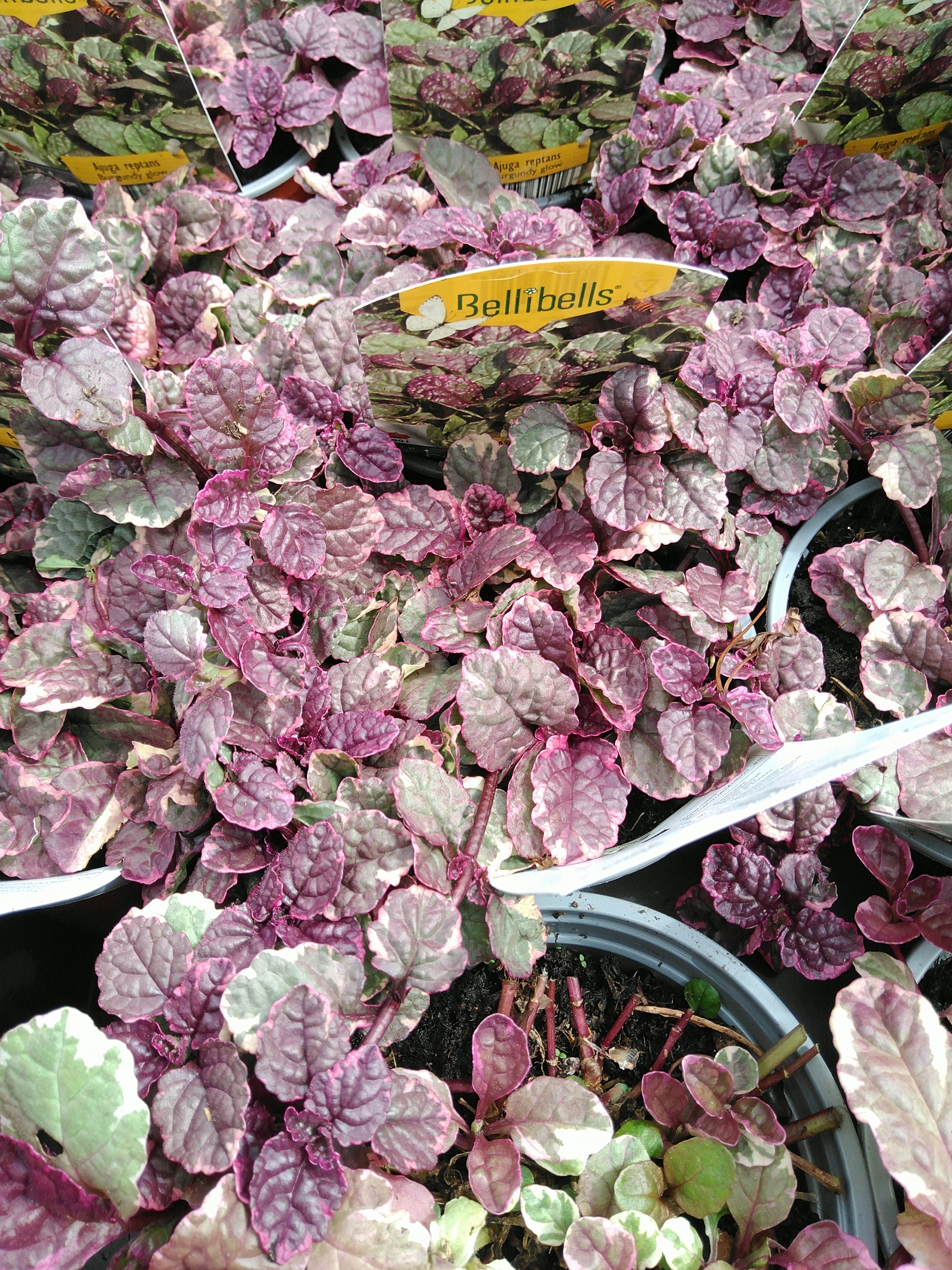 Ajuga reptans 'Burgundy Glow