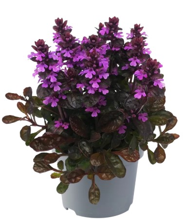 Ajuga reptans 'Midnight Mystery'