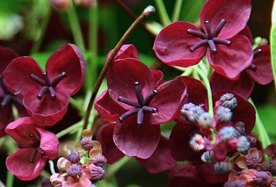 Akebia quinata