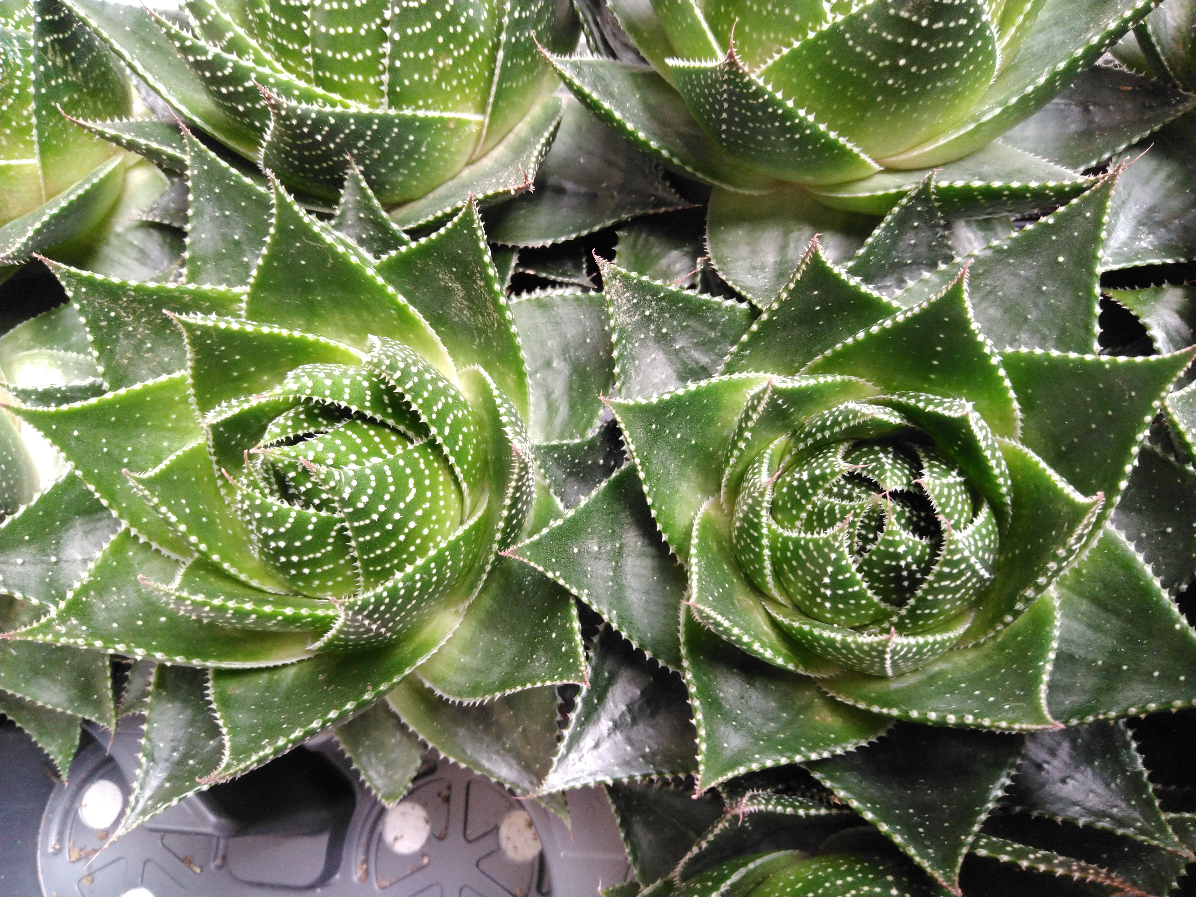 Aloe aristata 'Cosmo'  P 9 cm