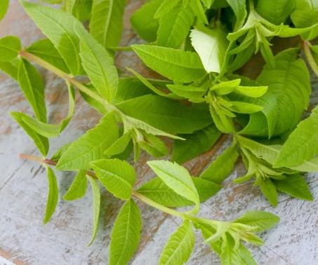 Aloysia citrodara - Citroenverbena