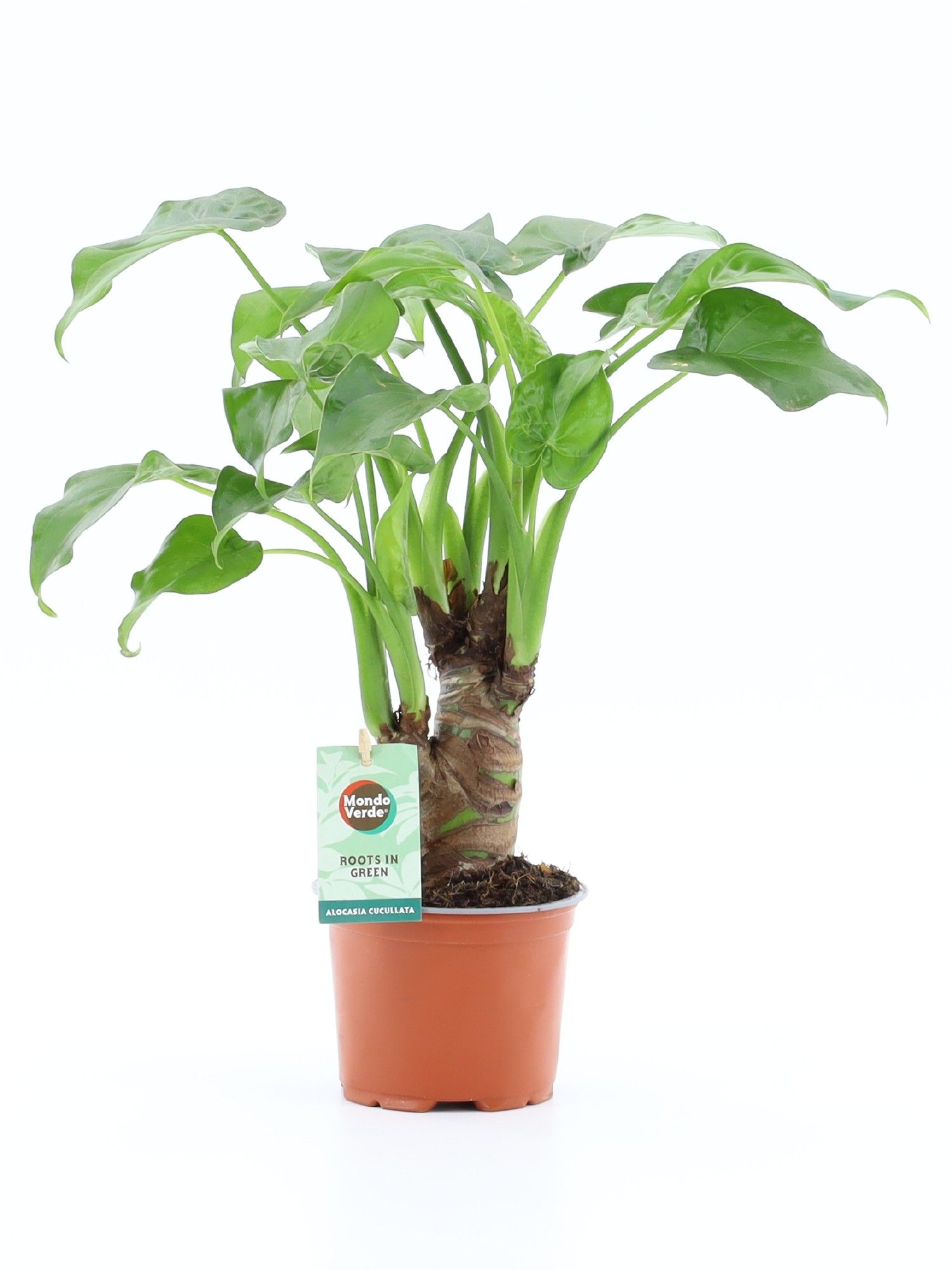 Alocoasia cucullata op stam