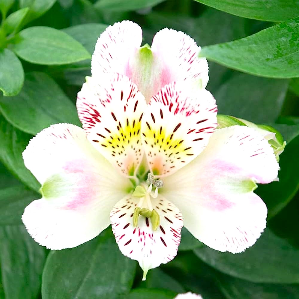 Alstroemeria garden 'Indian Summer' Alstroemeria garden 'Indian Summer'