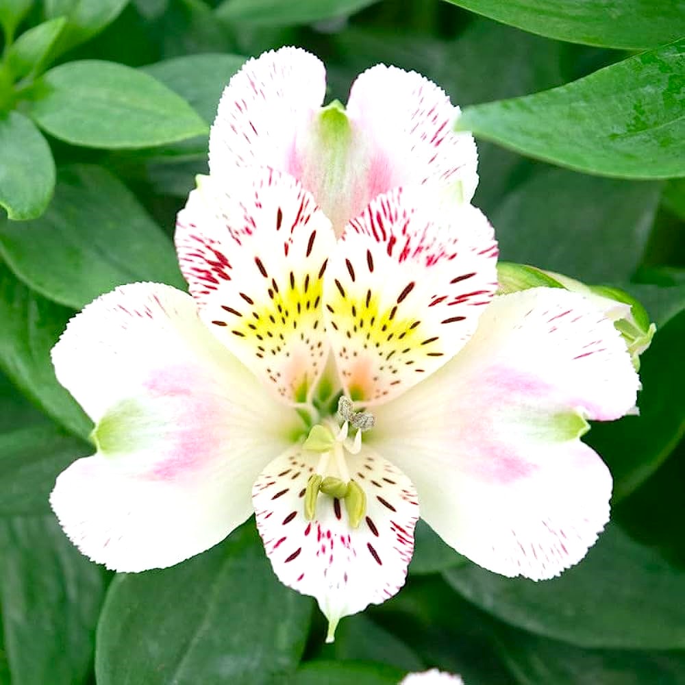 Alstroemeria garden 'Indian Summer'