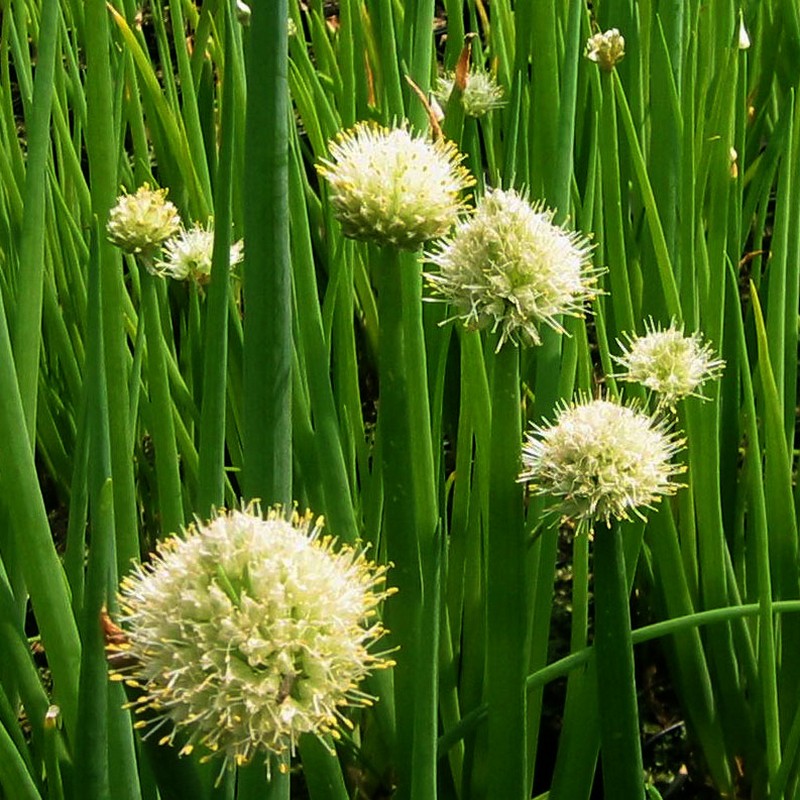 Allium fistulosum