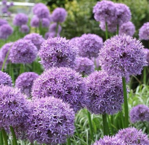 Allium 'Globemaster'