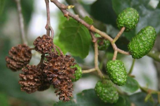 Alnus glutinosa  HO 6/8