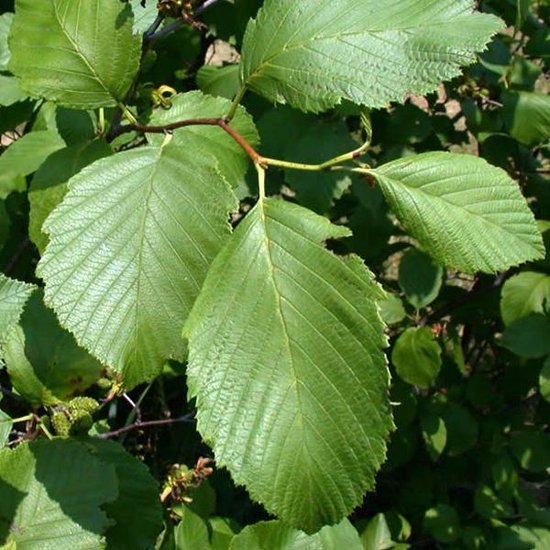 Alnus glutinosa  HO 6/8