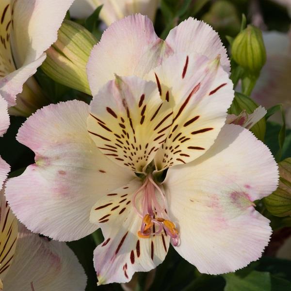 Alstroemeria garden 'Time Valley'