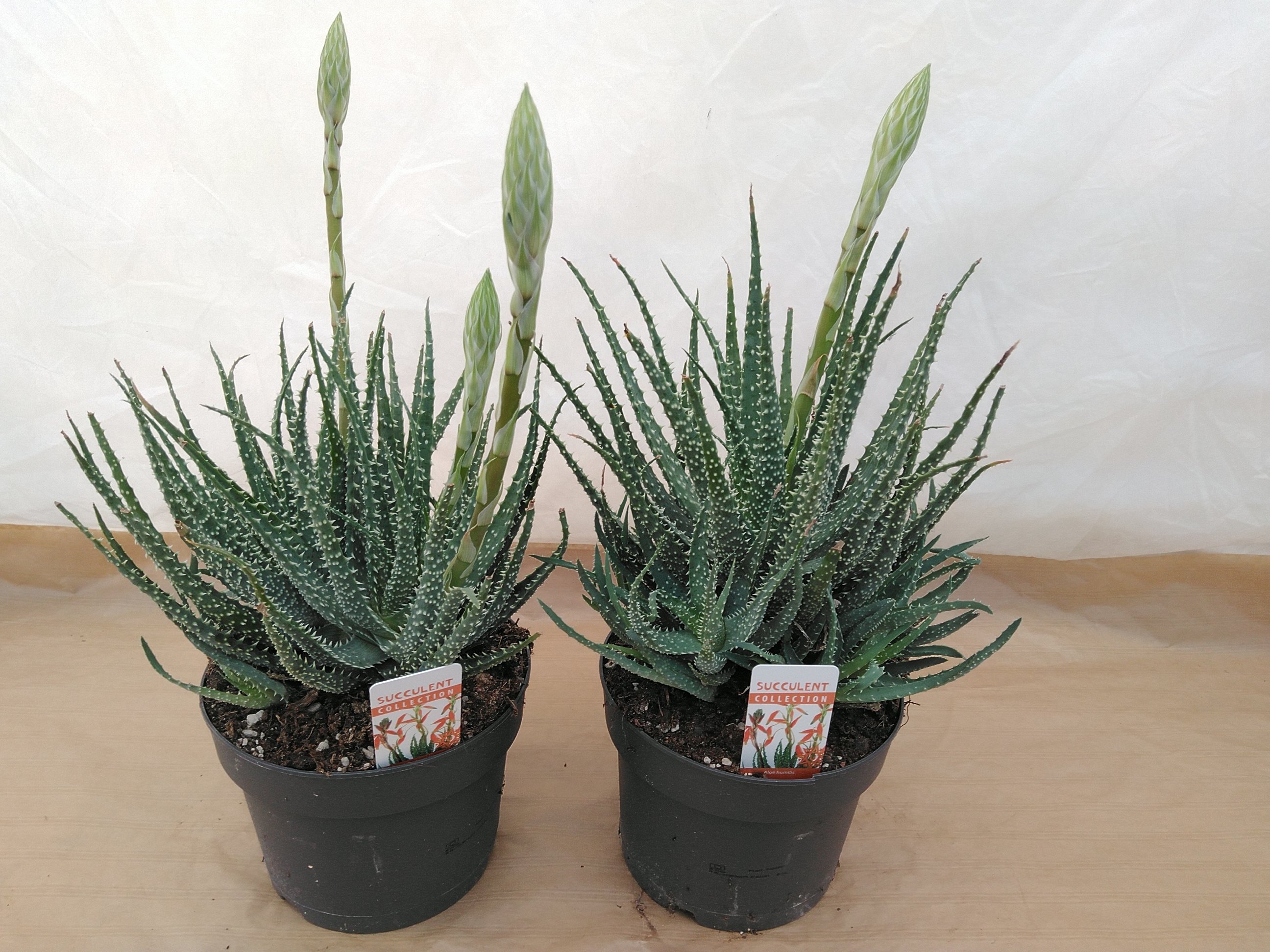 Aloe Humilis
