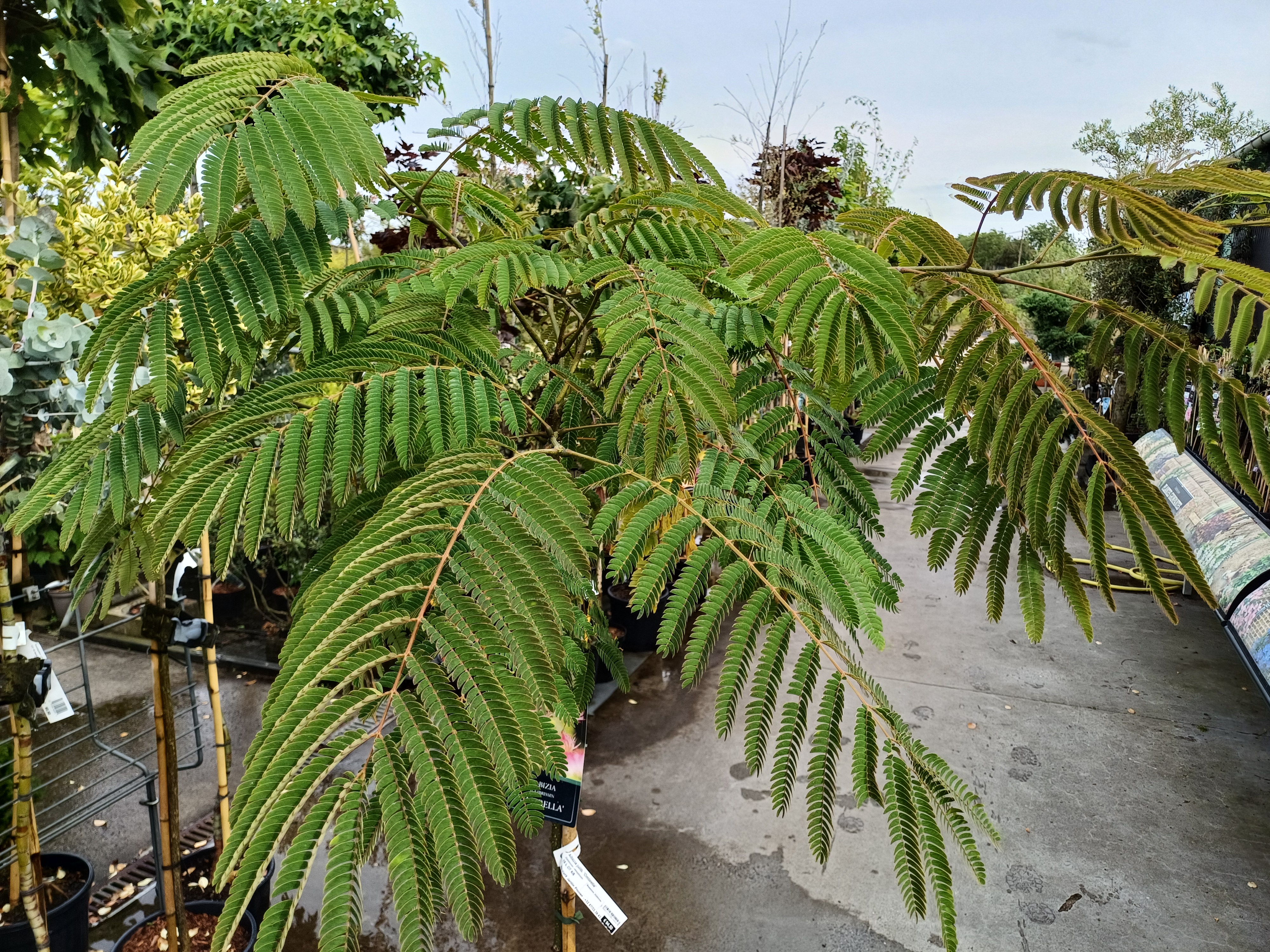 Albizia julib. 'Ombrella' 