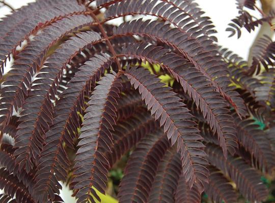 Albizia julibrissin 'Summer Chocolat' Albizia julibrissin 'Summer Chocolat'