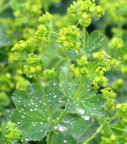 Alchemilla mollis  