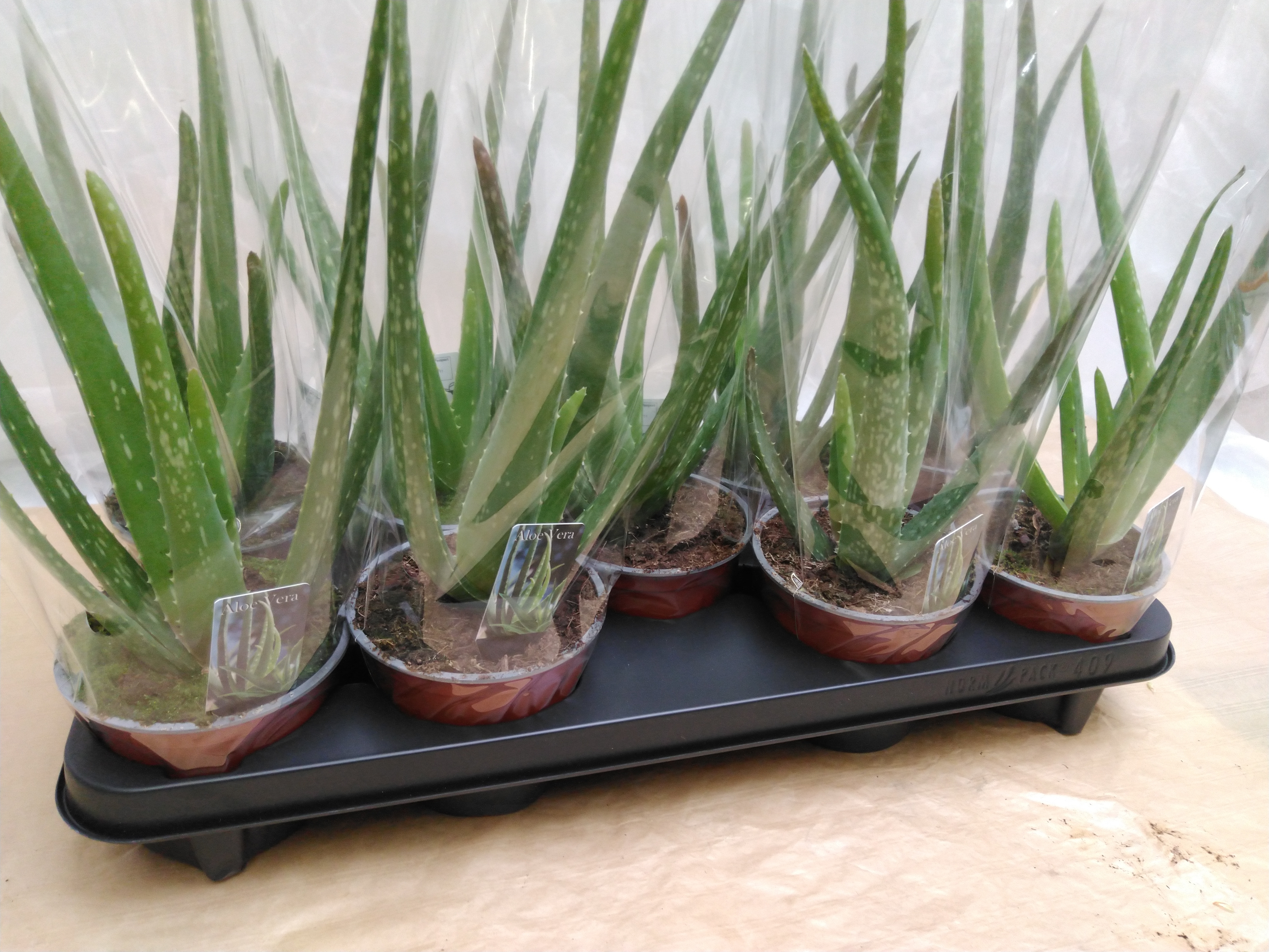 Aloe vera