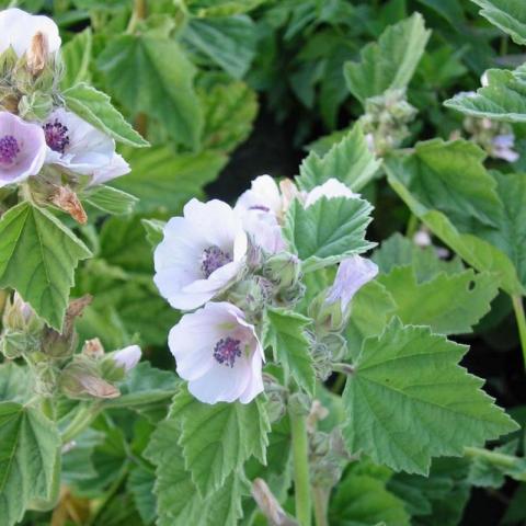 Althaea officinalis Althaea officinalis