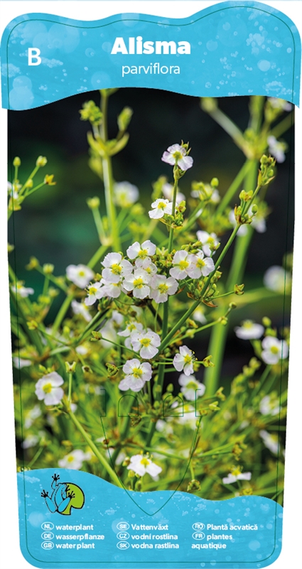 Alisma parviflorum