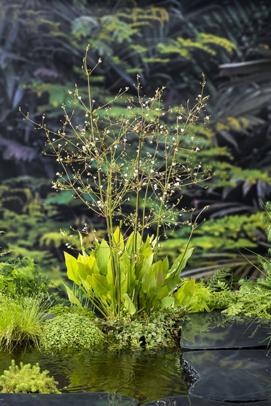 Alisma plantago-aquatica