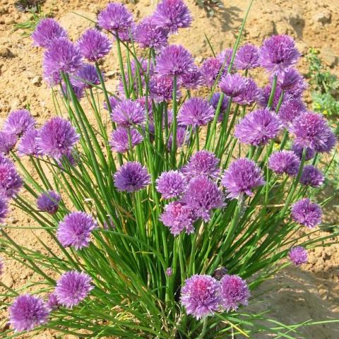 Allium schoenoprasum - Bieslook - Ciboulette