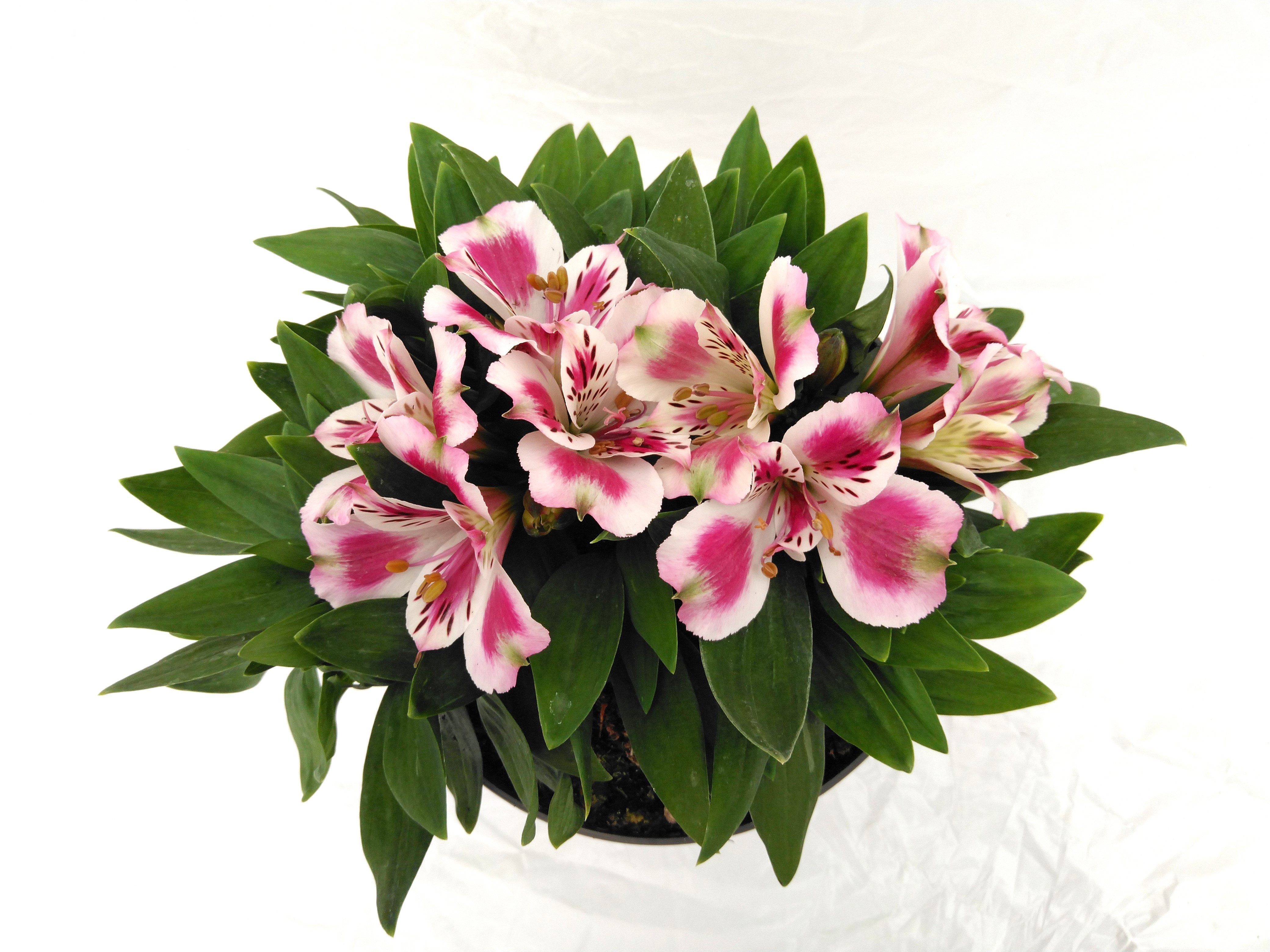 Alstroemeria inticancha mix