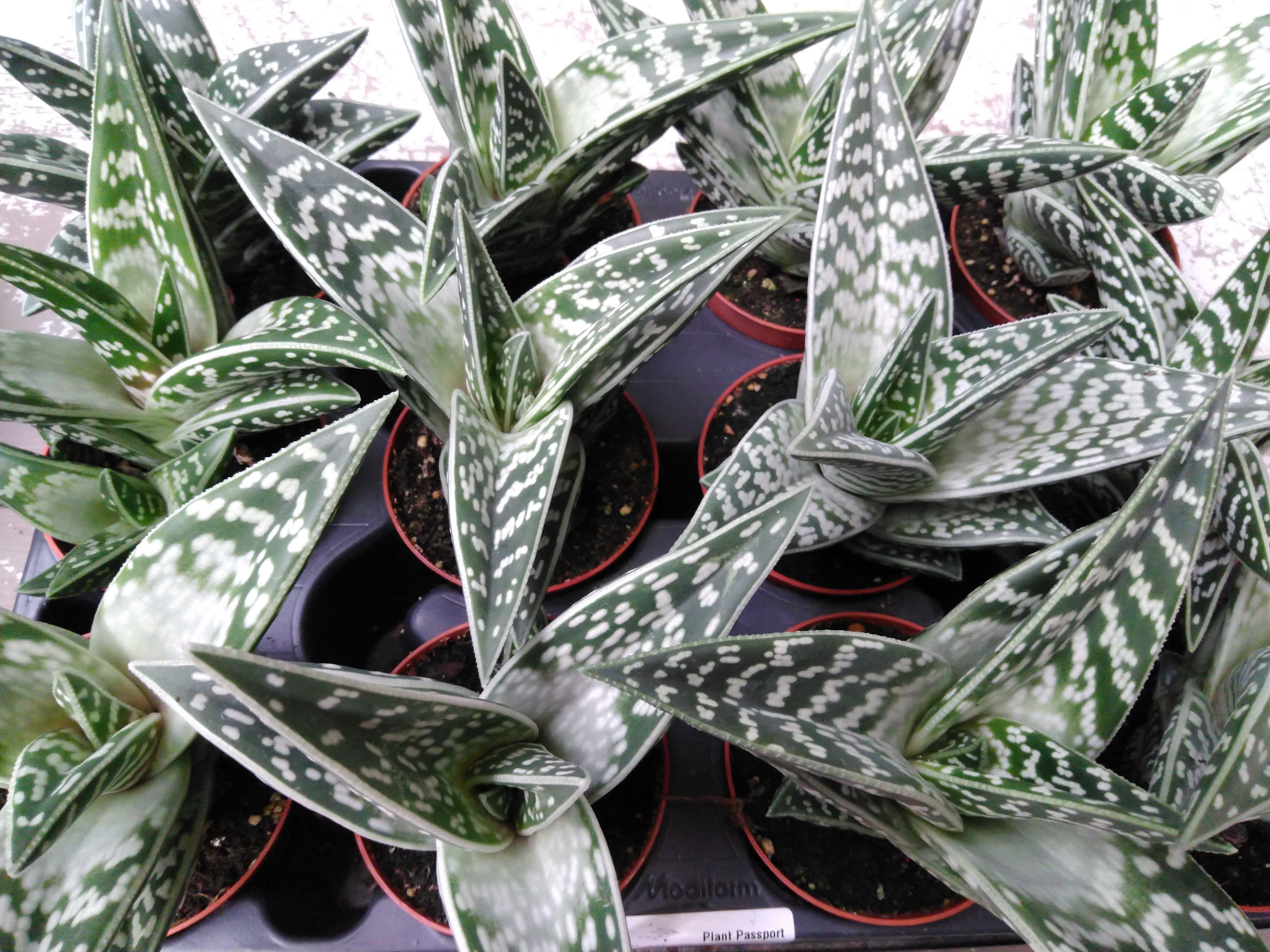Aloe variegata Aloe variegata