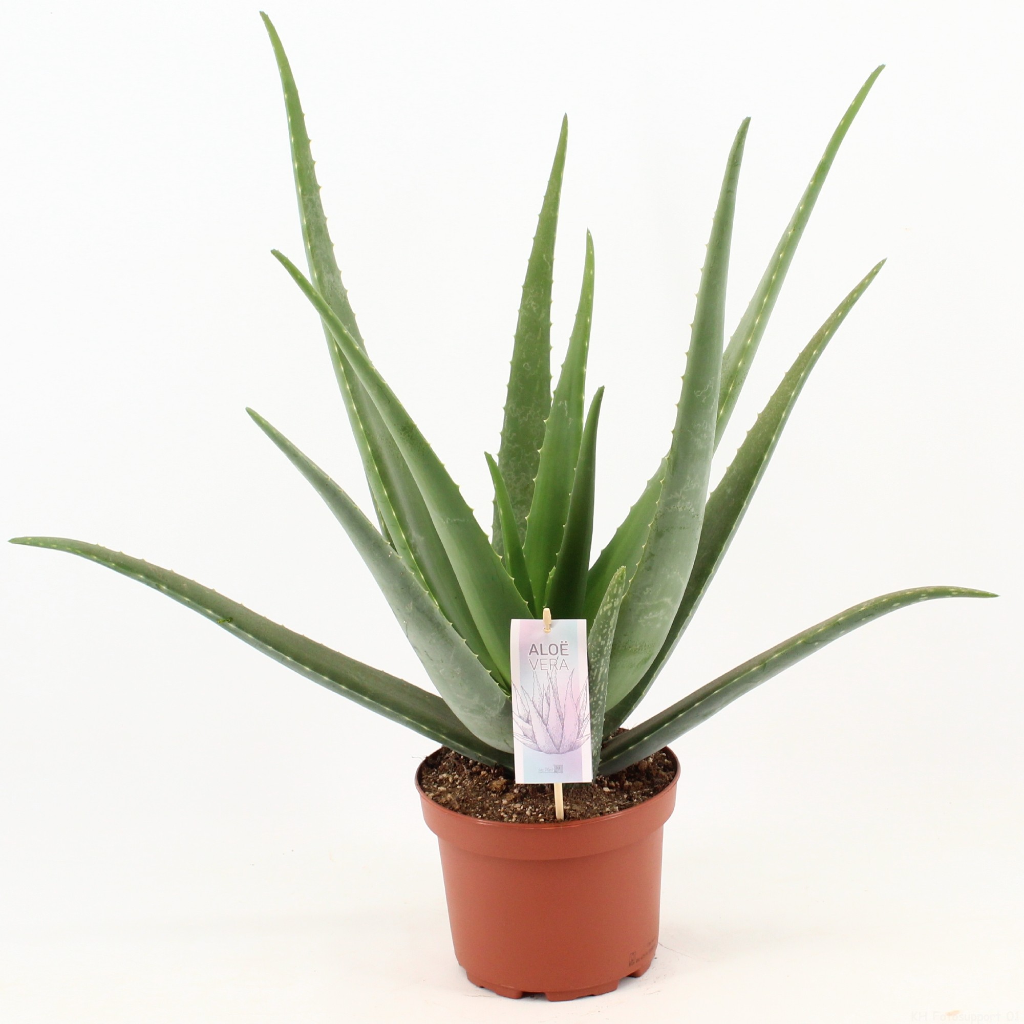Aloe vera 'Barbadensis' Aloe vera 'Barbadensis'