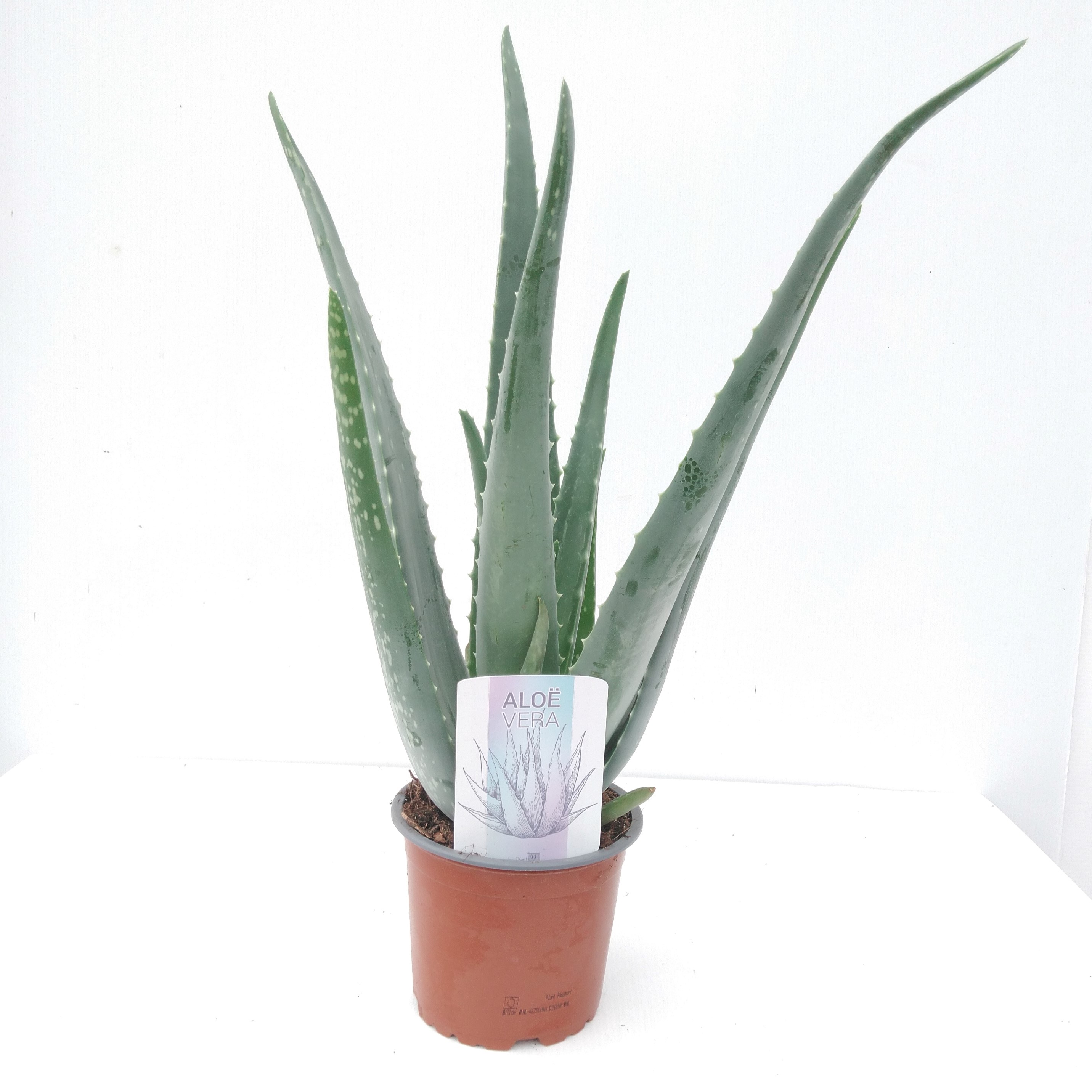 Aloe Vera Aloe Vera