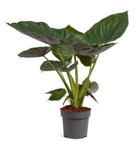 Alocasia wentii XXL
